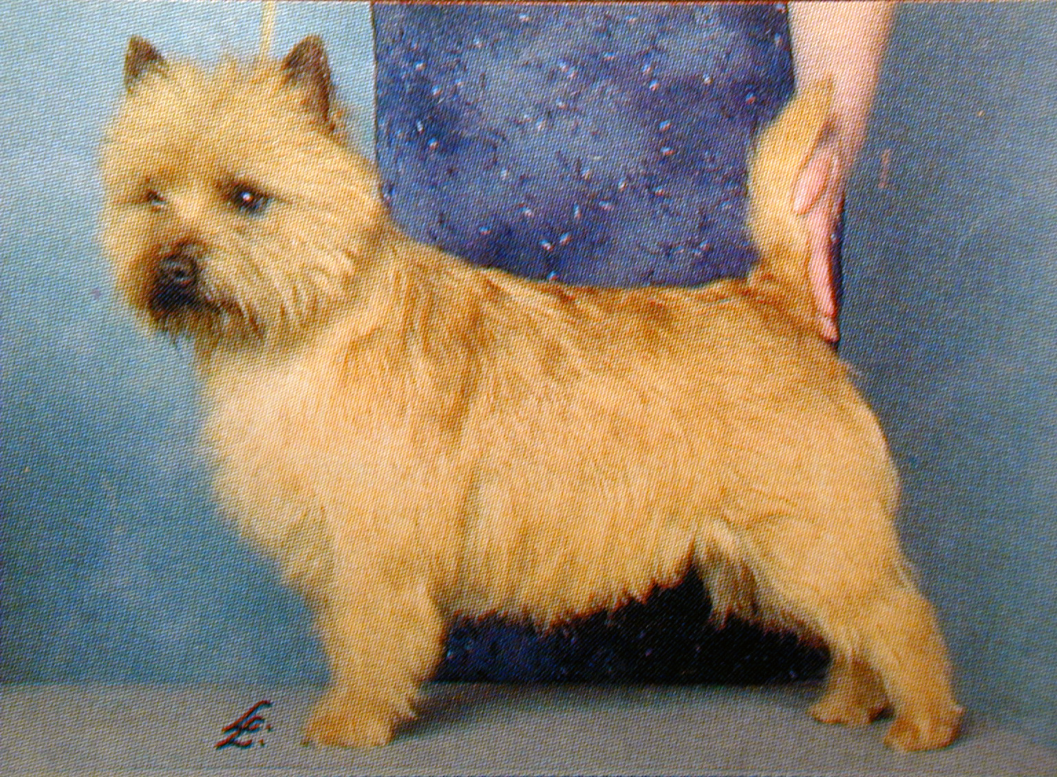 Cairn discount terrier kennels